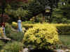 dream_garden.jpg (83057 bytes)