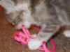 cat11.jpg (18957 bytes)