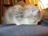 cat3.jpg (26995 bytes)