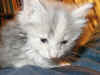 cat4.jpg (30467 bytes)