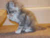 cat5.jpg (22989 bytes)
