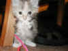 cat7.jpg (41743 bytes)