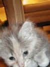 cat9.jpg (27011 bytes)