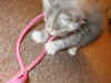 cat.jpg (58366 bytes)
