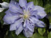flower2.jpg (44688 bytes)