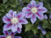flower.jpg (54835 bytes)