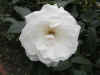 white_rose.jpg (30172 bytes)